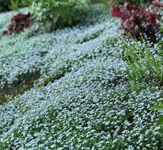 Image result for Mellera lobulata