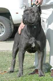 Beim cane corso italiano handelt es sich um eine große hunderasse, deren widerristhöhe etwa 60 bis 68 zentimeter beträgt, wobei rüden mindestens und hündinnen maximal 64 cm groß sein sollten. Die 17 Grossten Und Faszinierendsten Mastiff Rassen Der Welt