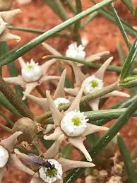 Image result for Cynanchum orangeanum