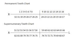 how to number supernumerary teeth supernumerary teeth