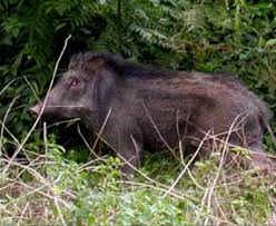 Cara halau babi hutan 100% berkesan. 10 Cara Menghalau Babi Pejabat Pertanian Daerah Muar Facebook