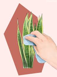 In that case, care for your snake plant by treating with insecticidal soap according to label directions. How To Care For And Grow Your Snake Plant Plant Care Tips And More La Residence