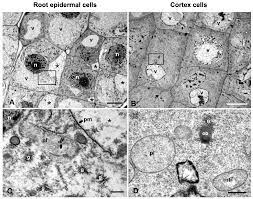 As the wavelength of an electron can be up to 100,000 times shorter than that of visible light photons, electron microscopes have a higher resolving power than light microscopes and can reveal the structure of smaller objects. Plants Free Full Text Structural Evidence Of Programmed Cell Death Induction By Tungsten In Root Tip Cells Of Pisum Sativum Html