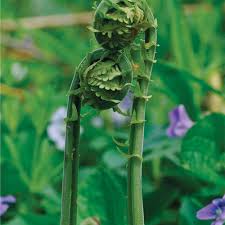 There are many tropical plants that are both easy to grow indoors and give us something to nibble on or to add to our recipes… but you won't find many among the most common houseplants we grow. Grow Your Own Food In The Shade Finegardening