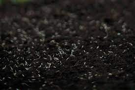 I det hã¤r vackra vã¤dret vill jag inte gã¥ pã¥ musseum. Sa Gras Grasskolan Din Odlarvan