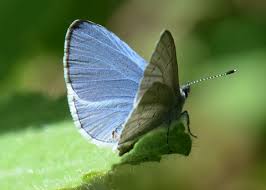 Image result for Celastrina argiolus