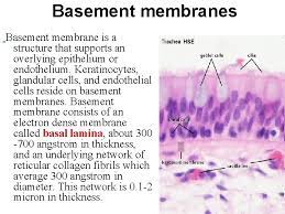 An elongation of 150% means that the membrane can stretch to 1.5 times its length when pulled. Connective Tissues Fibers And Ground Substance By Dr