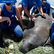 Pin On Seaworld Rescue Team