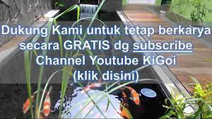 Jadi, harga pembuatan kolam renang full overflow dengan ukuran 4 x 8 m x 1,5 m kurang lebih membutuhkan. Ingin Bikin Kolam Ikan Koi Ini Rincian Biaya Nya Kigoi