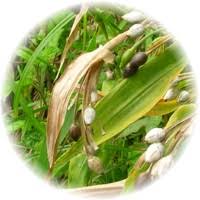 Image result for Coix