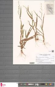 Image result for Urochloa xantholeuca