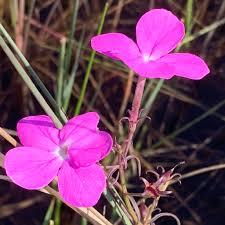 Image result for Cycnium