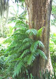 Image result for Stenochlaena