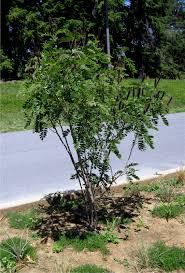 Image result for Indigofera paniculata