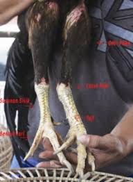 Emilik ayam petarung akan sangat beruntung jika memiliki ayam petarung yang memiliki katuranggan yang baik. Kaki Ayam Bangkok Super Pukul Mati
