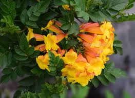 Image result for Tecoma fulva