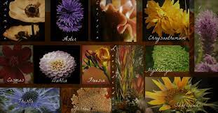 We rounded up the best picks for each month of the year. September Flowers Seasonal Florist Guide Florist Blog We Love Florists Floristry Resources Inspirations