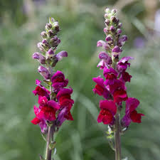 Image result for Antirrhinum