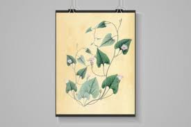 Image result for Convolvulus farinosus