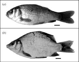 ‎كروسيا kroussia‎, kroussia ferme, susah, tunisia. Crucian Carp Carassius Carassius From Ponds With And Without Download Scientific Diagram