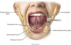Image result for Submandibular Exam