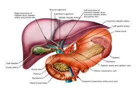 Magical, meaningful items you can't find anywhere else. Liver Cirrhosis In Hindi Meaning