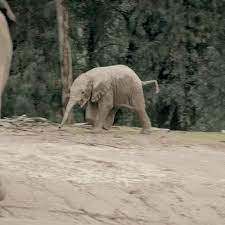 New Trending Gif On Giphy Baby Animals San Diego Zoo Nature Kids