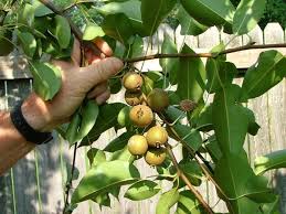 It occurs on many ornamental trees—including ash, birch, california buckeye, box elder, elm, locust, maple, poplar, rose, and willow—and is particularly damaging to deciduous and live oaks. Garden Guru Harvey Cotten Mystery Of The Tiny Pear Tree Solved Al Com