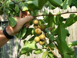 We did not find results for: Garden Guru Harvey Cotten Mystery Of The Tiny Pear Tree Solved Al Com