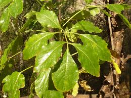 Image result for Heteromorpha