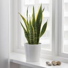 Sansevieria Trifasciata Pflanze Bogenhanf Ikea Osterreich In 2020 Pflanzen Sansevieria Trifasciata Bogenhanf