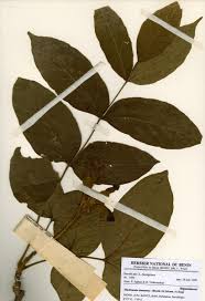 Image result for Markhamia tomentosa