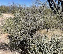 Image result for Aster milanjianus