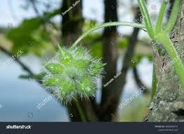 Image result for Sicyos