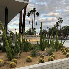 All cacti are succulents and are able to survive in the desert as a result of their many physical adaptations. Love The Desert Cities And All Their Cacti Landscape Cactus