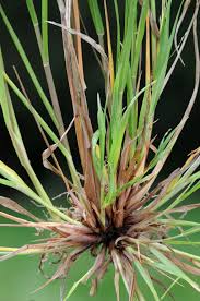 Image result for Panicum gilvum