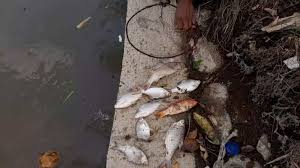 Memancing ikan mas di sungai umpan yang digunakan adalah umpan alami yang hampir sama dengan makanan asli di habitatnya. Geger Puluhan Ikan Mati Di Sungai Deli Diduga Karena Limbah Beracun Suara Sumut