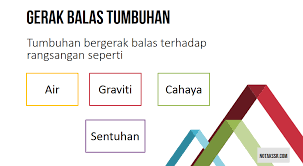 Iya, tumbuhan tersebut bergerak secara pasif, tetapi tidak bergerak aktif layaknya manusia dan hewan. Nota Proses Hidup Tumbuhan Tahun 4