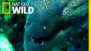 Size of the moray eel depends on the species. Moray Eels Crazy Facts About The Moray Eel Marine Life Guide