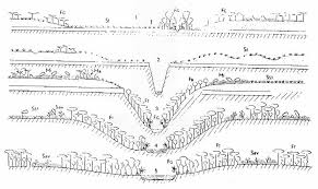 Image result for Congolanthus longidens