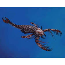 Image result for Megaloprotachne