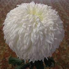 White City Class 2 Reflex Chrysanthemum Chrysanthemum White Roses Flowers