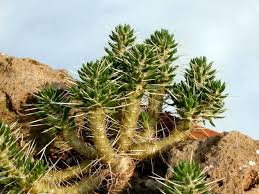 A person, new to cactus growing, posts a picture of their flowering cactus plant in the identification section. Maihuenia Patagonica Spiny Green Blanket World Of Succulents Succulents Green Blanket Cactus And Succulents