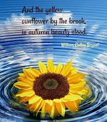 Sunflower Quotes 20 Best Sunflower Sayings With Images Sunflower Quotes Sunflower To My Daughter