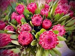 Image result for Protea enervis