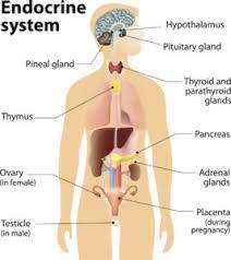 Is an accumulated body of knowledge. Human Body Systems