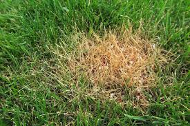 How often you should fertilize your lawn is based on a number of important factors. 7 Easy Steps To Fix Your Over Fertilized Lawn