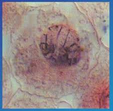 In this exercise, you will explore the stages of mitosis using the bionetwork virtual microscope to visualize and identify each stage in both onion root tip and whitefish blastula slides. Mitosis Scientist Cindy
