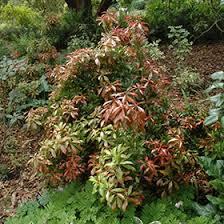 Reduce watering frequency to once every two to three weeks during winter, when the plant's active growth has ceased. Mountain Fire Japanese Pieris Pieris Japonica Mountain Fire In Richmond Fairfax Loudoun Prince William Fredericks Virginia Va At Meadows Farms Nurseries