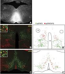 Leptin-Receptor-Expressing Neurons in the Dorsomedial Hypothalamus and  Median Preoptic Area Regulate Sympathetic Brown Adipose Tissue Circuits